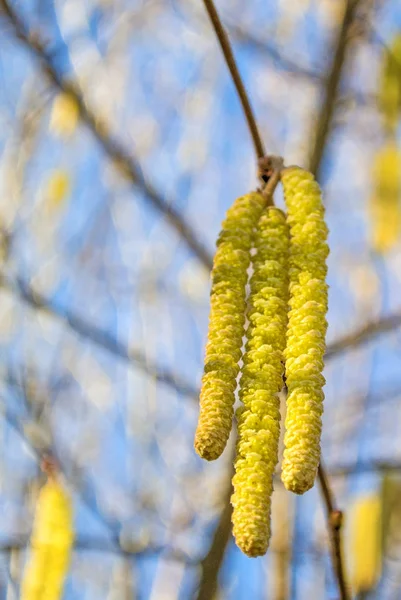 Nocciola Blossom Primo Piano Colpo — Foto Stock