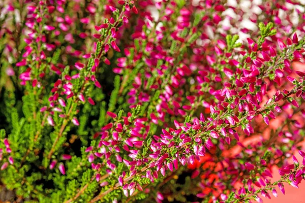 Szép Piros Erica Virágok Virágzó Közeli Fotó — Stock Fotó