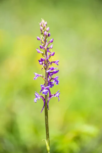 Német Wild Orchid Illatos Orchidea Szúnyoglábú Conopsea — Stock Fotó