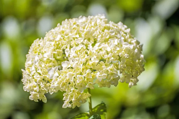 Hortensia Flores Primer Plano Disparo — Foto de Stock