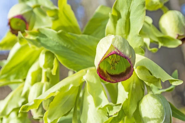 Ours Pied Helleborus Foetidus — Photo