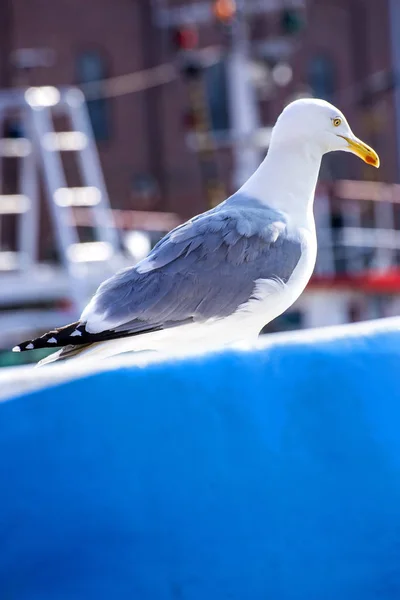 Close European Herring Gull Sea Port — Stock Photo, Image