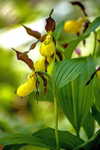 Pantoufle Orchidée Fleur Sauvage Allemagne — Photo