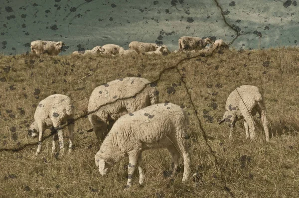 Вівці Пасовищі Ранньої Весни — стокове фото