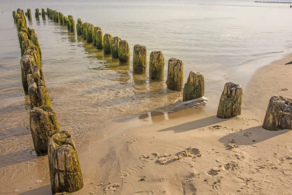 Ingle Mar Báltico Tiro Cerca — Foto de Stock