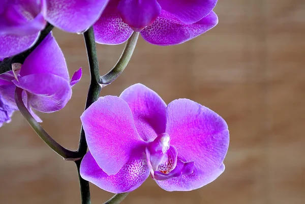 Orkidé Blomma Närbild Skott — Stockfoto