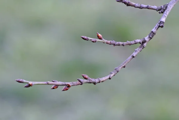 Nahaufnahme Des Blühenden Baumes Frühling — Stockfoto