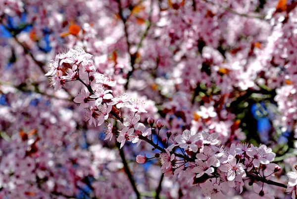 Cherry Blossom Close Shot — Stock Photo, Image