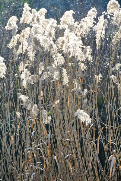 Reed Bakgrundsbelysningen Närbild Skott — Stockfoto