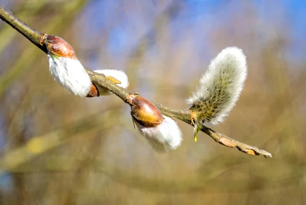 Willow Blossom Primer Plano Disparo — Foto de Stock