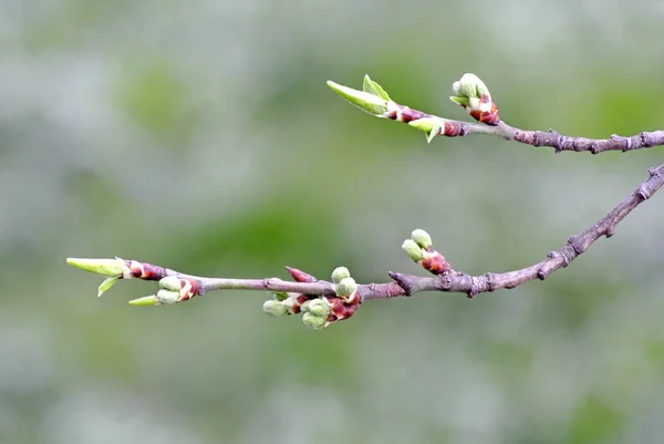 Bourgeons Arbre Printemps Gros Plan — Photo