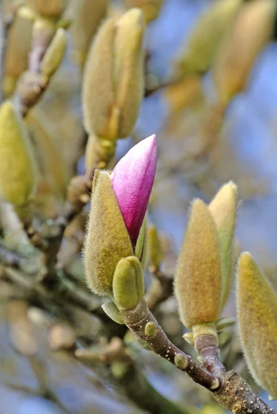 Magnolia Bourgeons Peu Avant Floraison — Photo