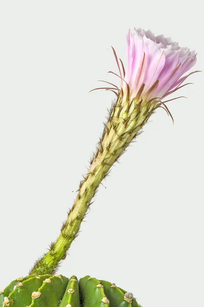 Közelről Gyönyörű Virág — Stock Fotó