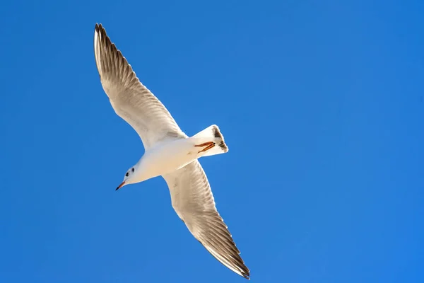 Mouette Tête Noire Volant — Photo