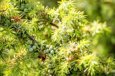 Ardıç meyveleri atış kapatın