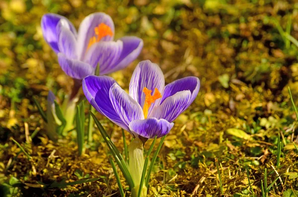 Krokus Kwiat Wiosna Niemczech — Zdjęcie stockowe