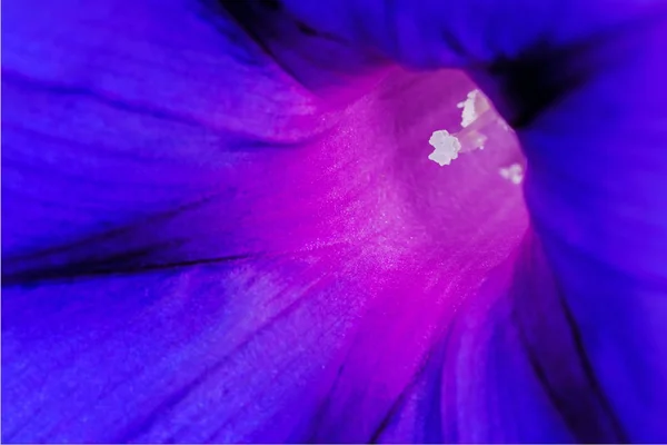 Bela Flor Glória Manhã Azul Close — Fotografia de Stock