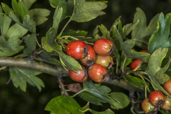 Nahaufnahme Von Roten Bio Beeren Aus Weißdornfrüchten — Stockfoto