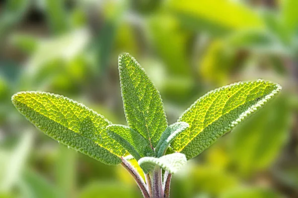 Sage Salvia Officinalis Close Shot — Stok Foto