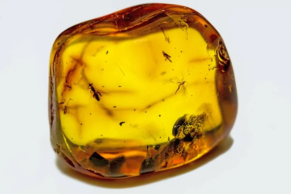 Amber Embedded Insects Close — Stock Photo, Image