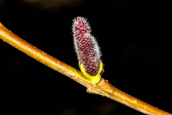 春の芽の木の小枝に暗い背景にクローズ アップ — ストック写真