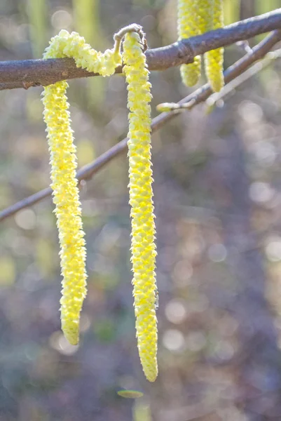 Hasselnöt Blossom Nära Upp Skott — Stockfoto