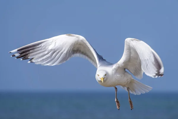 Gros Plan Sur Goéland Argenté Européen Volant Port Maritime — Photo