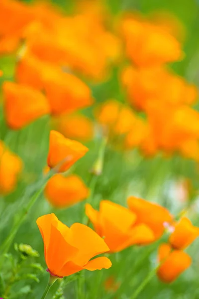 Californian Poppy Flores Cerca Disparo — Foto de Stock