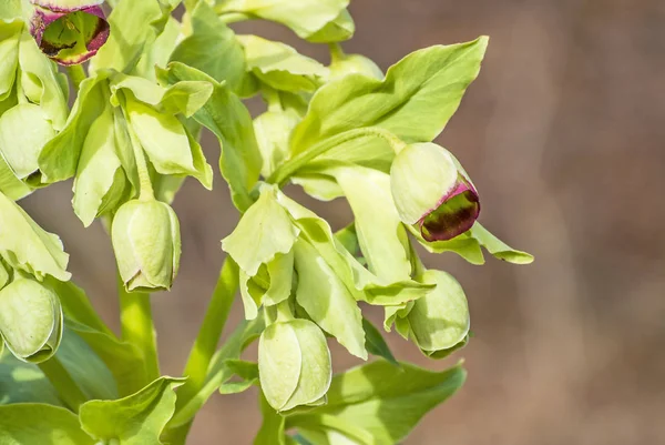 Ours Pied Helleborus Foetidus — Photo