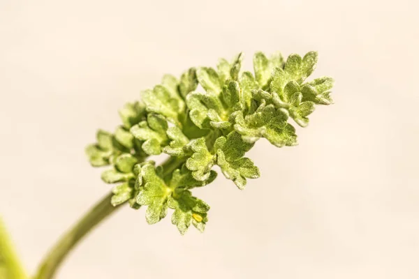 Close Photo Green Fresh Leaves — Stock Photo, Image