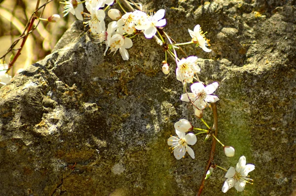 Blackthorn Blossom Printemps Gros Plan — Photo