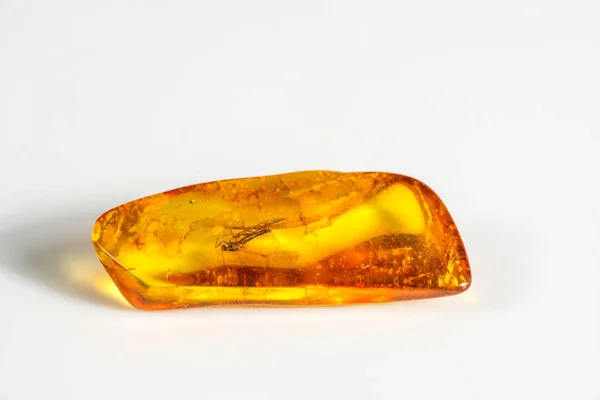 Amber Embedded Insects Close — Stock Photo, Image