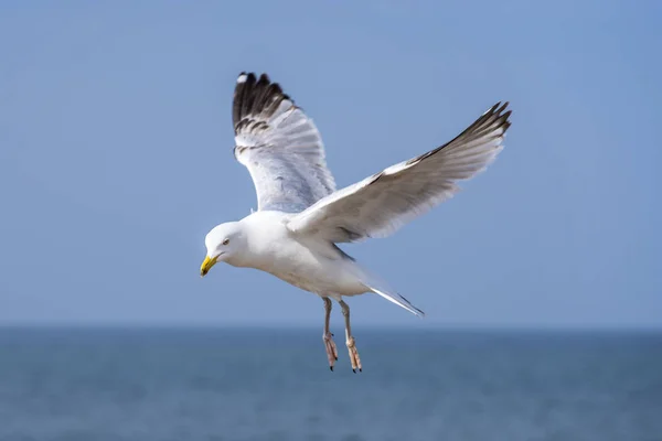 Gros Plan Sur Goéland Argenté Européen Volant Port Maritime — Photo