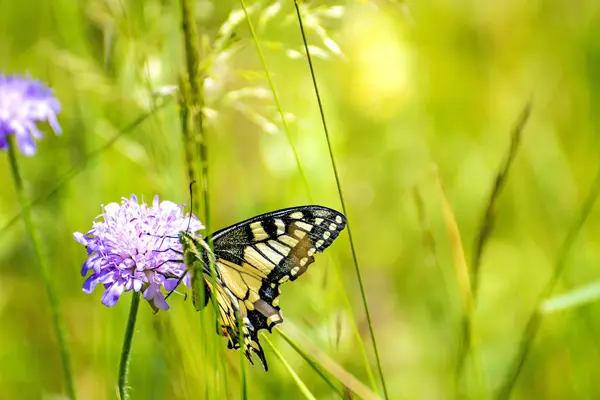晴れた日でのフィールドで美しいアゲハチョウ — ストック写真