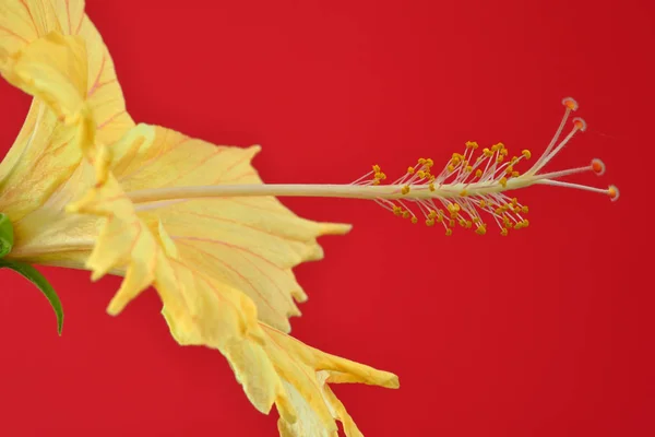 Κοντινό Πλάνο Του Όμορφο Κίτρινο Άνθος Λουλούδι Ιβίσκου Κόκκινο Φόντο — Φωτογραφία Αρχείου
