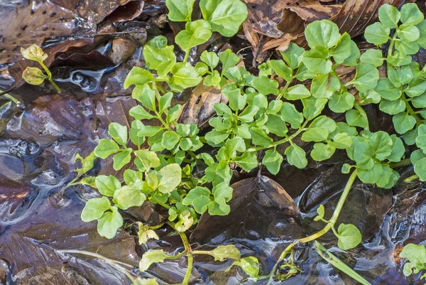 Close Foto Van Verse Tuinkers Achtergrond — Stockfoto