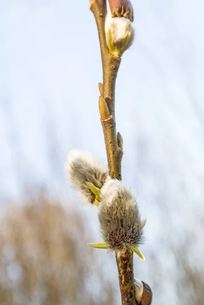 Fiore Salice Close Shot — Foto Stock