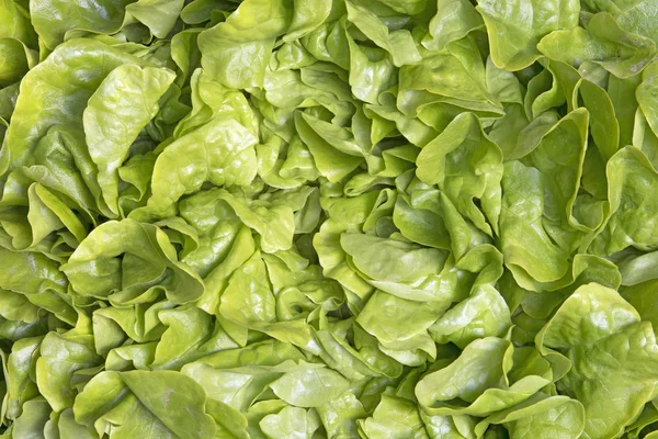Salade Verte Fraîche Gros Plan — Photo