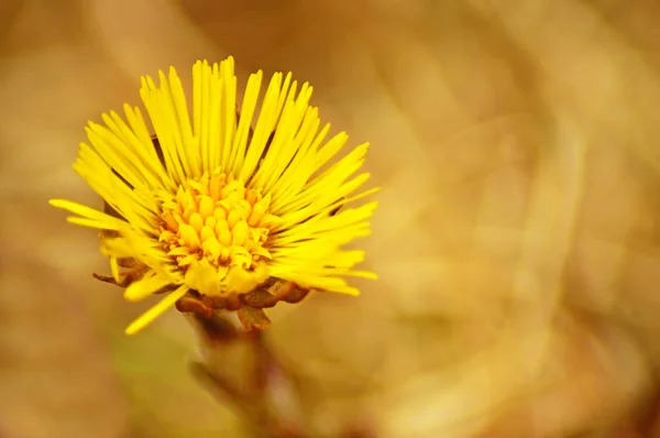美しい花をクローズ アップ撮影 — ストック写真