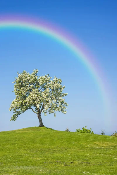 Blommande Fruktträd Med Regnbåge — Stockfoto