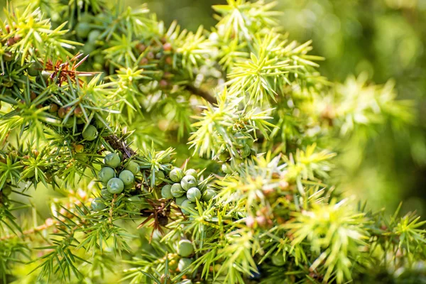 Ardıç meyveleri atış kapatın
