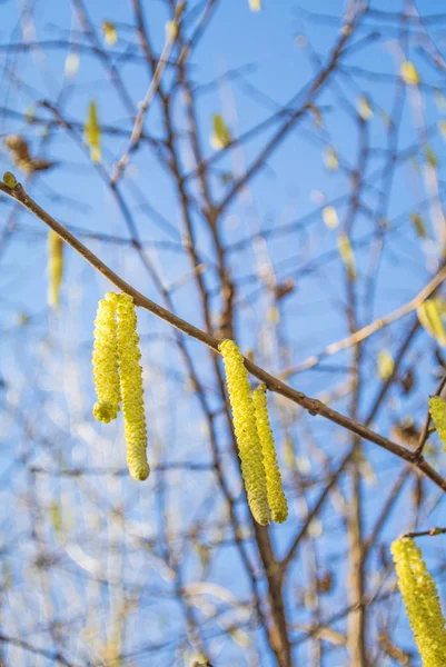 榛子开花特写镜头 — 图库照片