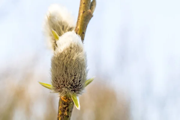 Weidenblüten Nahaufnahme — Stockfoto
