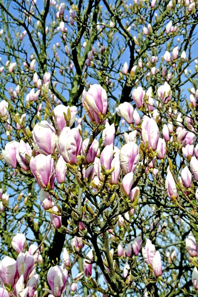 Magnolia Blossom Gros Plan — Photo
