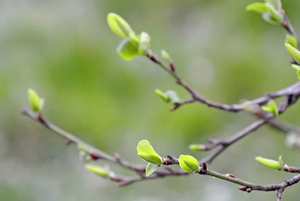 Gemme Albero Primavera Close Shot — Foto Stock