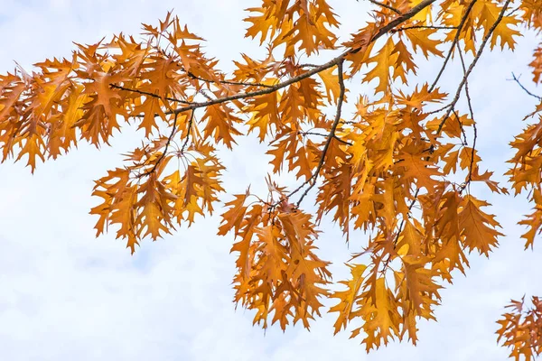 Baum Herbstlichen Farben Nahaufnahme — Stockfoto
