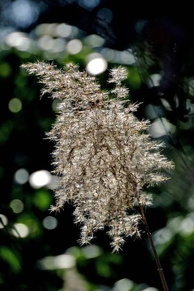 Reed Backlight Tiro Cerca — Foto de Stock