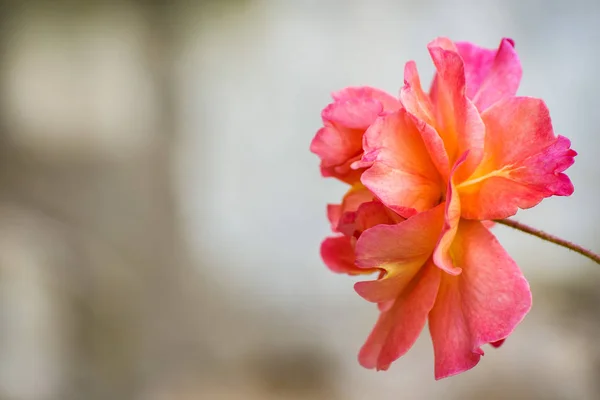 Close Bloesem Van Vers Rose Bloem Achtergrond — Stockfoto