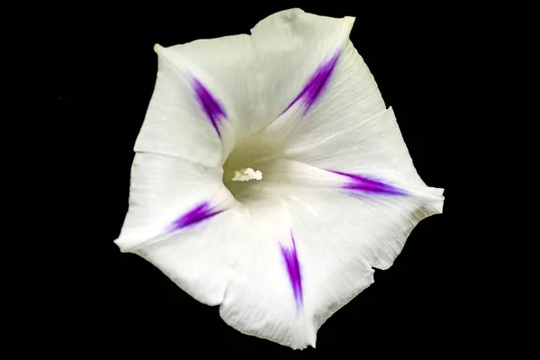 Hermosa Flor Blanca Gloria Mañana Sobre Fondo Oscuro Primer Plano — Foto de Stock