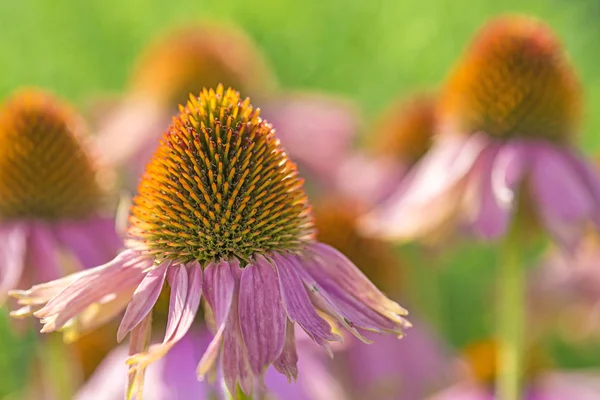 Echinacea Purpurea 클로즈업 — 스톡 사진